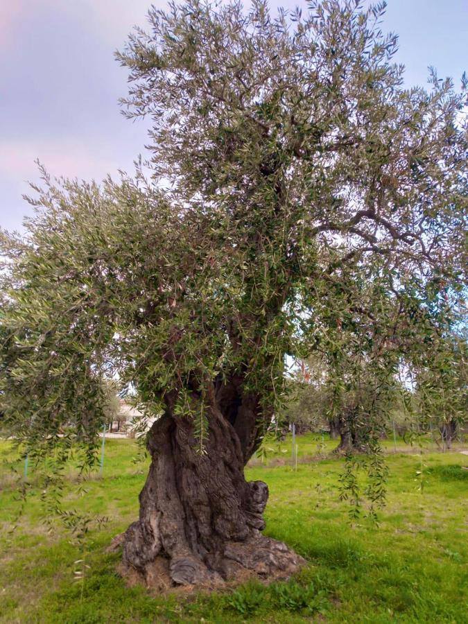 Villa Calypso Skala Rachoni  Dış mekan fotoğraf