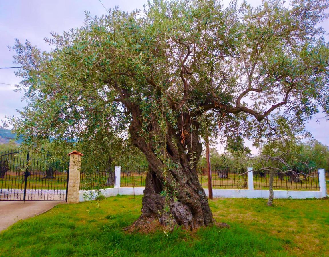 Villa Calypso Skala Rachoni  Dış mekan fotoğraf